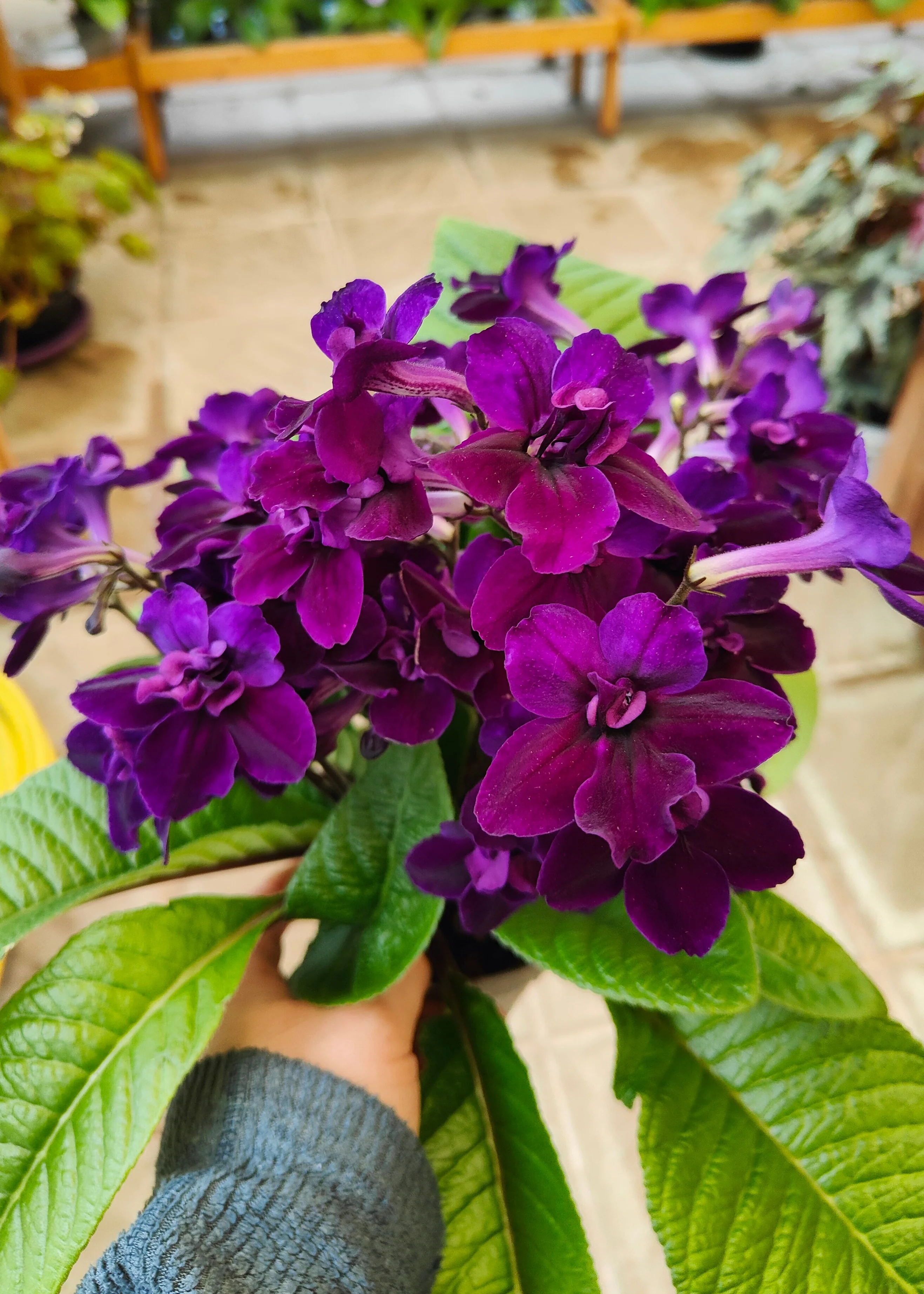 Featured Potted Plants