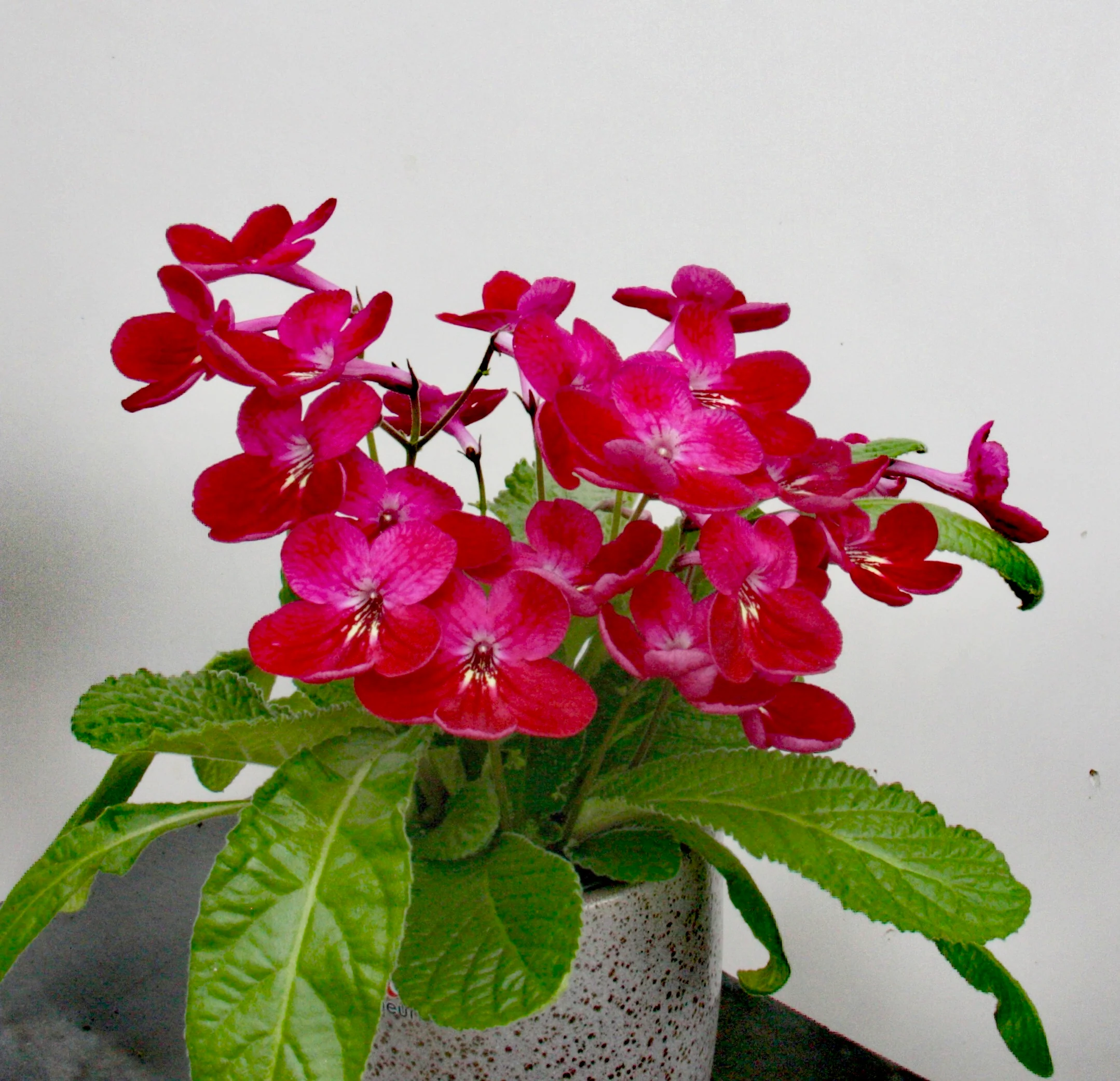 potted streptocarpus (featured)
